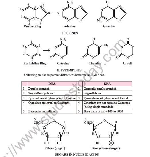NEET Biology Molecular Basis of Inheritance Notes